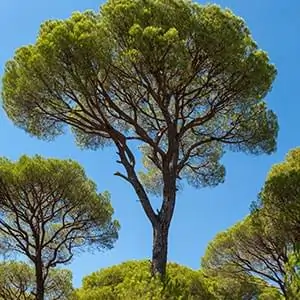 French maritime pine bark extract