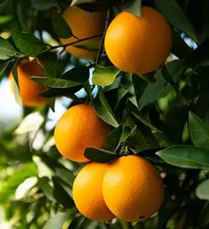 Fresh citrus fruits rich in Vitamin C